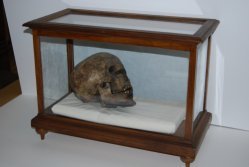 Ägyptischer Mumienschädel